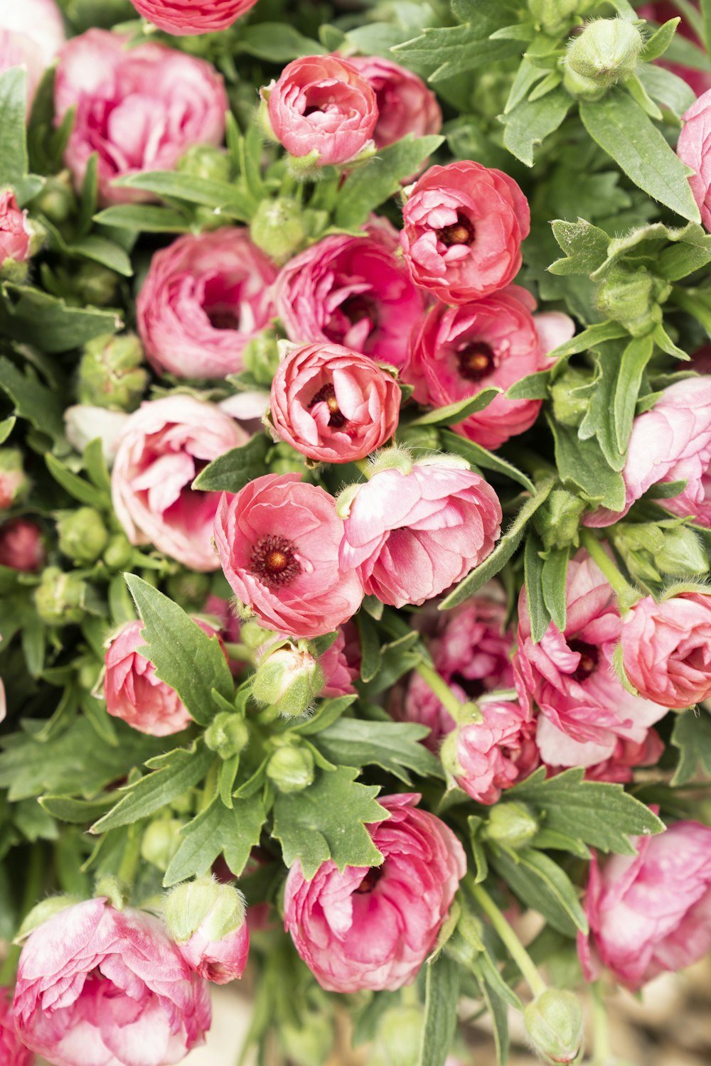 pink roses in bloom during daytime