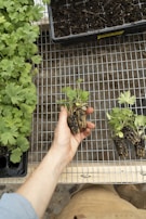 A person's hand holding small plant seedlings with roots, ready for planting. Next to the hand, more seedlings and a tray of soil are visible. Various plants in a tray are also present on the left side of the image. All items are placed on a metallic grid surface.