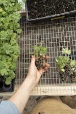A person's hand holding small plant seedlings with roots, ready for planting. Next to the hand, more seedlings and a tray of soil are visible. Various plants in a tray are also present on the left side of the image. All items are placed on a metallic grid surface.