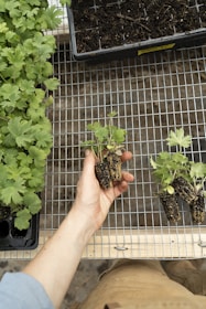 Close-up of hands holding seedlings ready to be planted in dry soil.