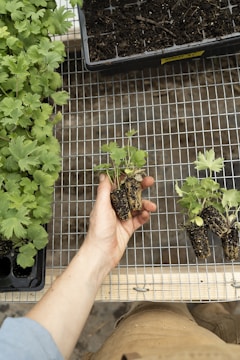A person's hand holding small plant seedlings with roots, ready for planting. Next to the hand, more seedlings and a tray of soil are visible. Various plants in a tray are also present on the left side of the image. All items are placed on a metallic grid surface.