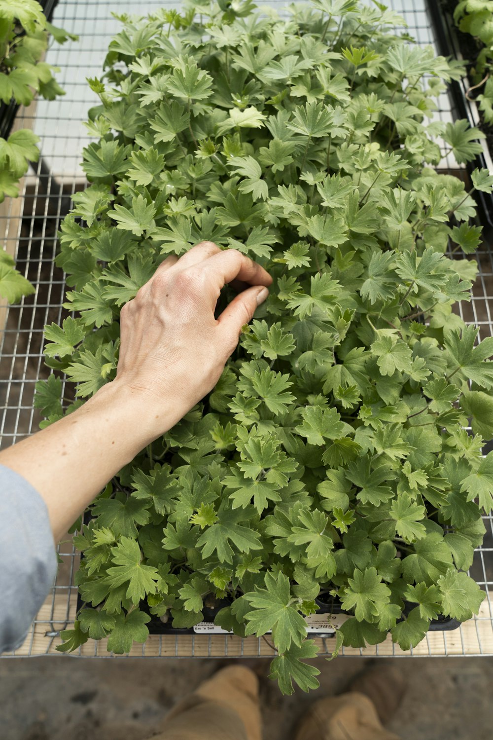 person holding green leaf plant