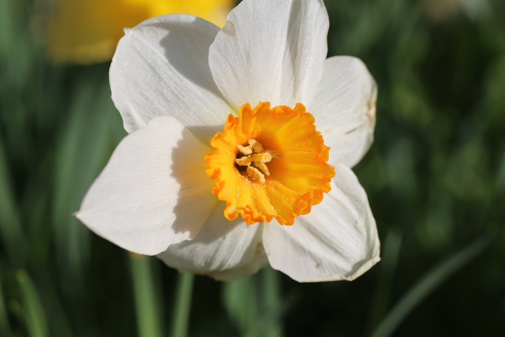 매크로 샷의 흰색과 노란색 꽃