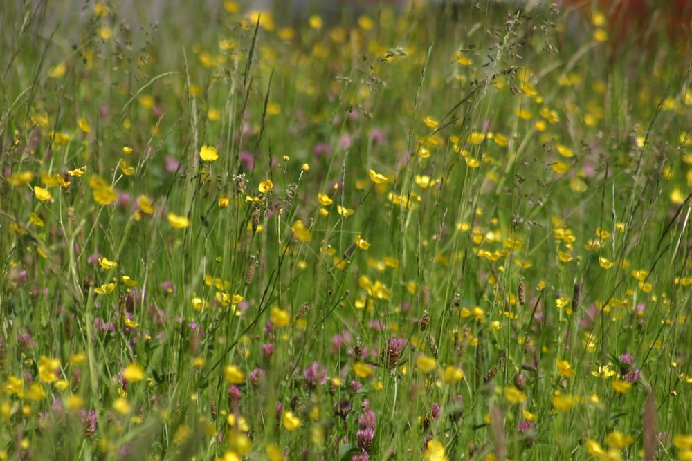 purple flower field during daytime