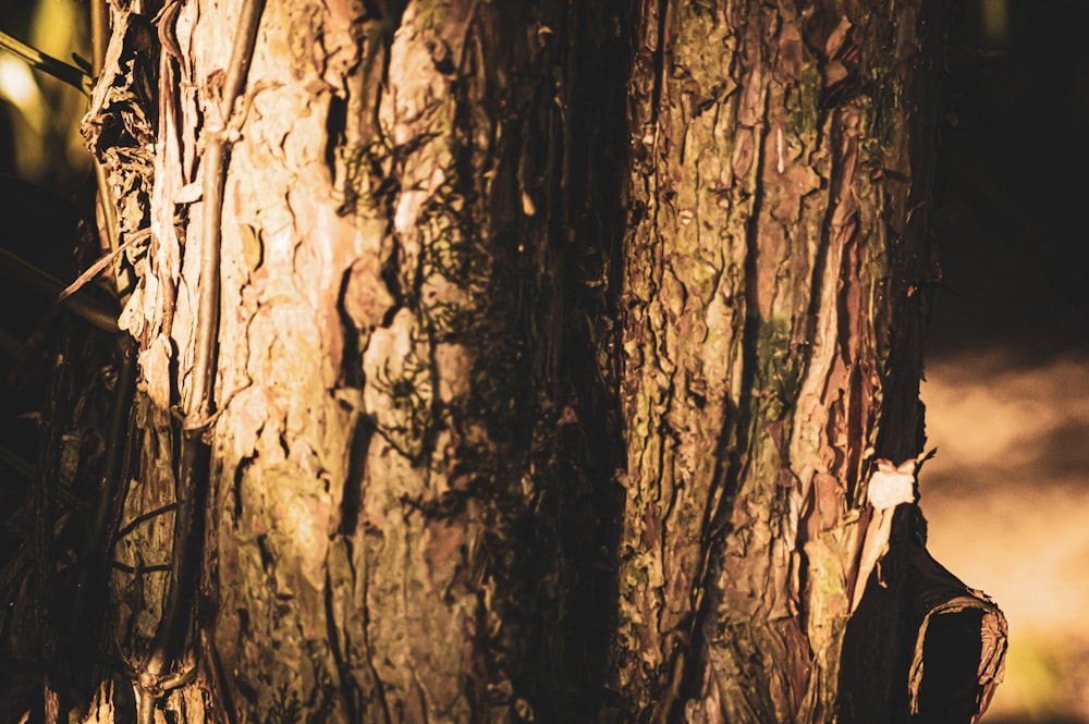 brown tree trunk during daytime