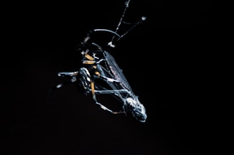 A close-up view of a dark insect captured in motion against a black background, highlighting intricate details and textures. The focus is on the wings and legs, giving a sense of stillness yet suggesting movement.