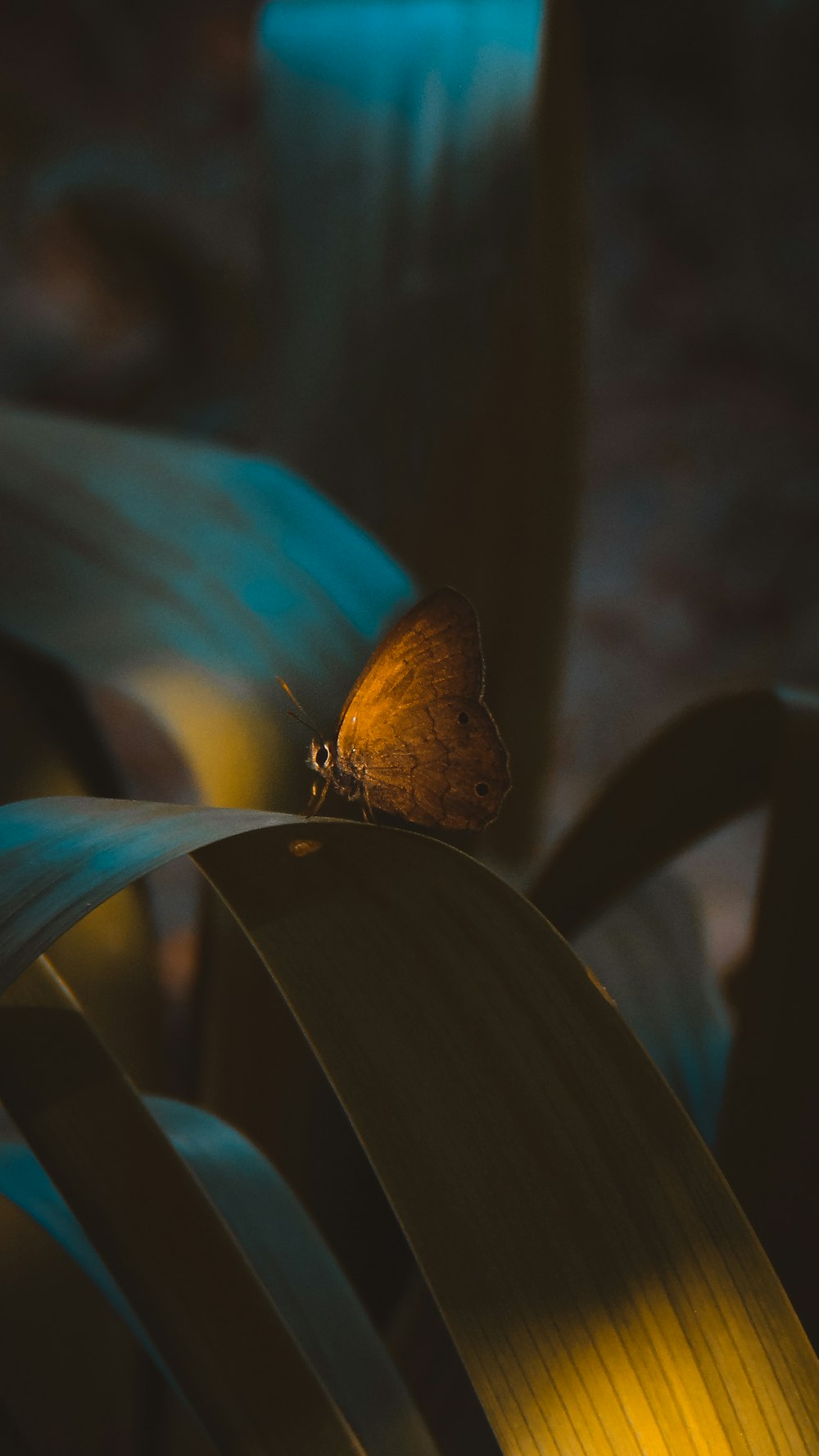 brown butterfly perched on green leaf