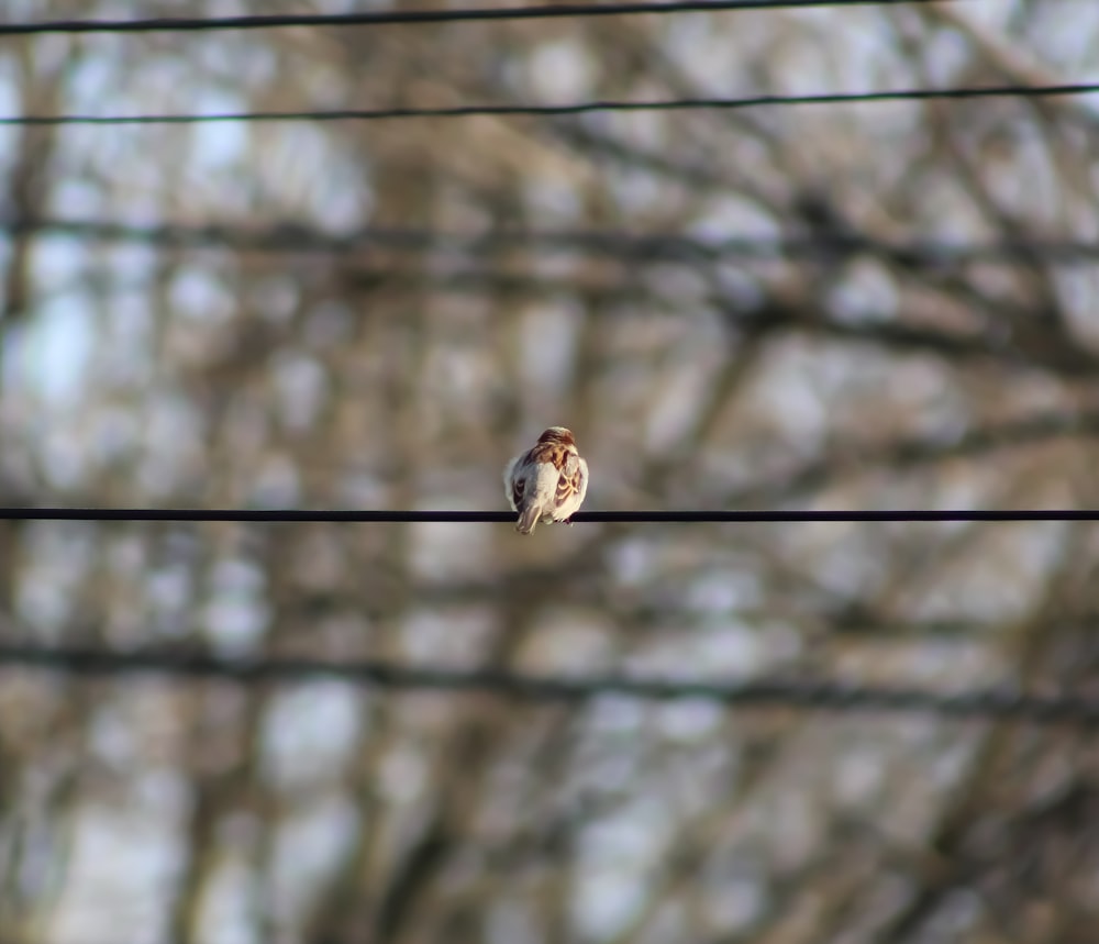 brown bird on bare tree during daytime