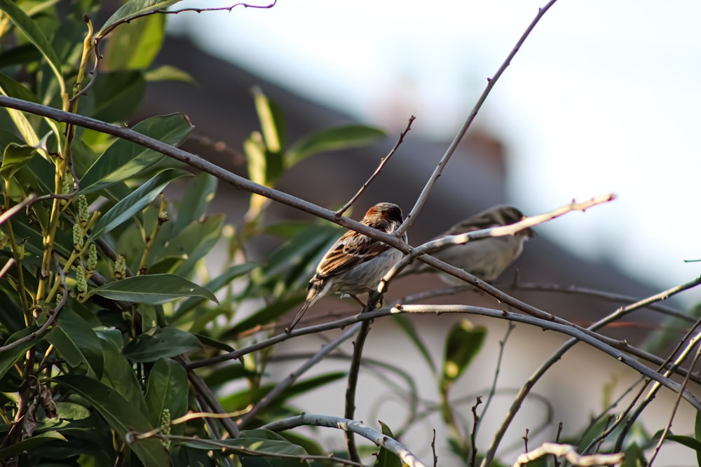 brown bird on tree branch during daytime