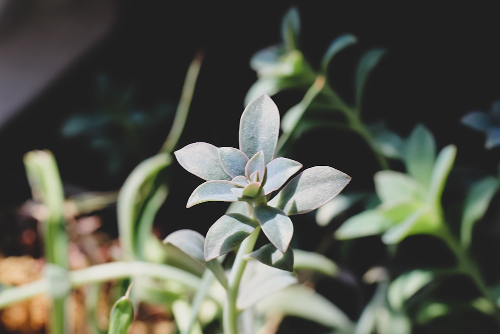 green plant in close up photography