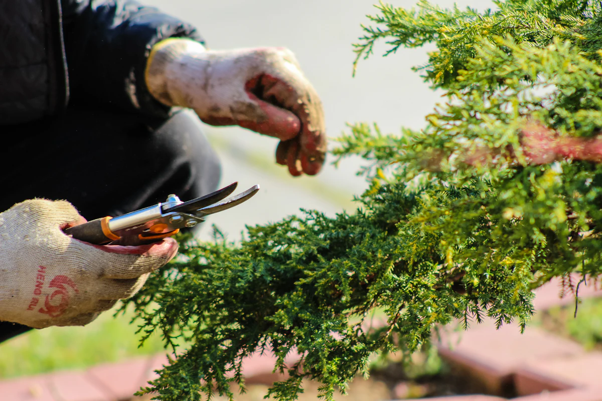 Professional pruning an evergreen with hand shears