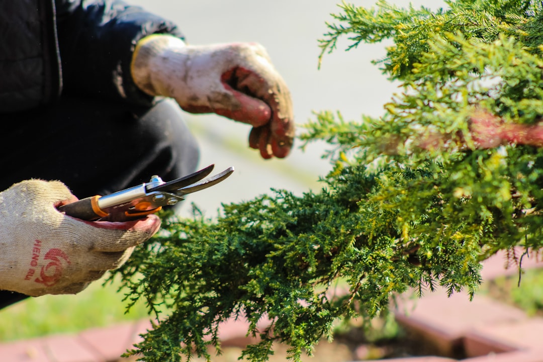 A person tending to plants in a garden.