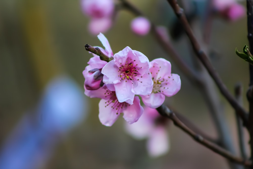 pink cherry blossom in close up photography