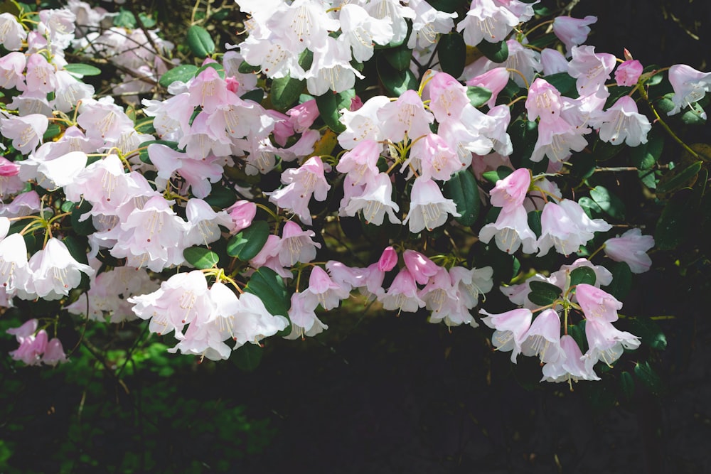 white and pink flowers with green leaves