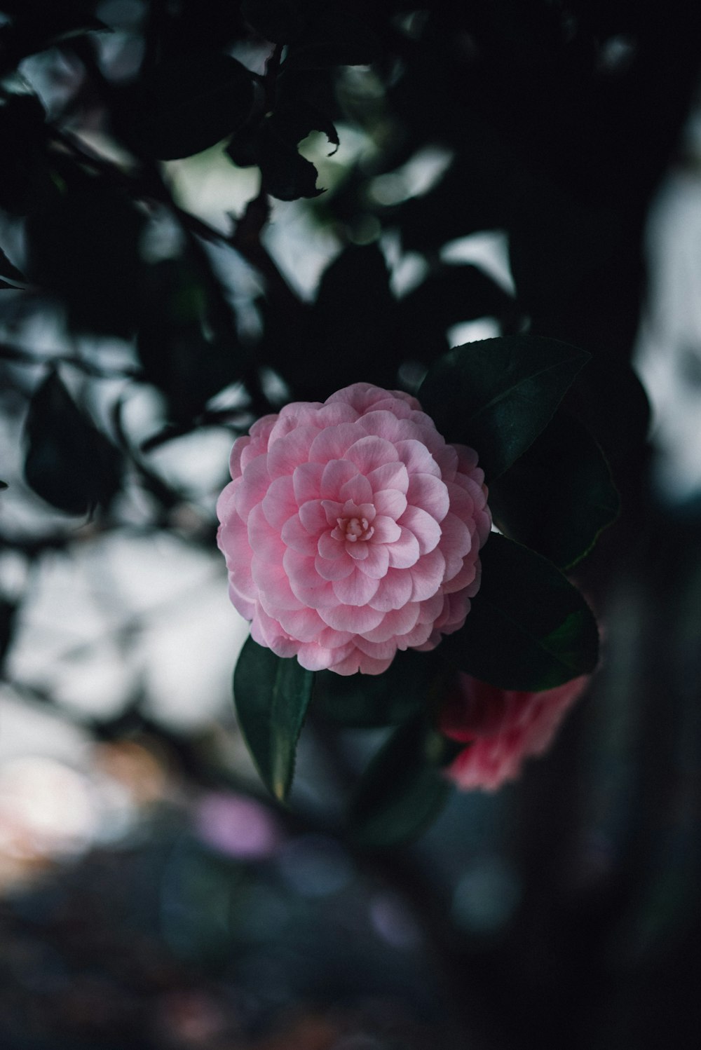 pink flower in tilt shift lens