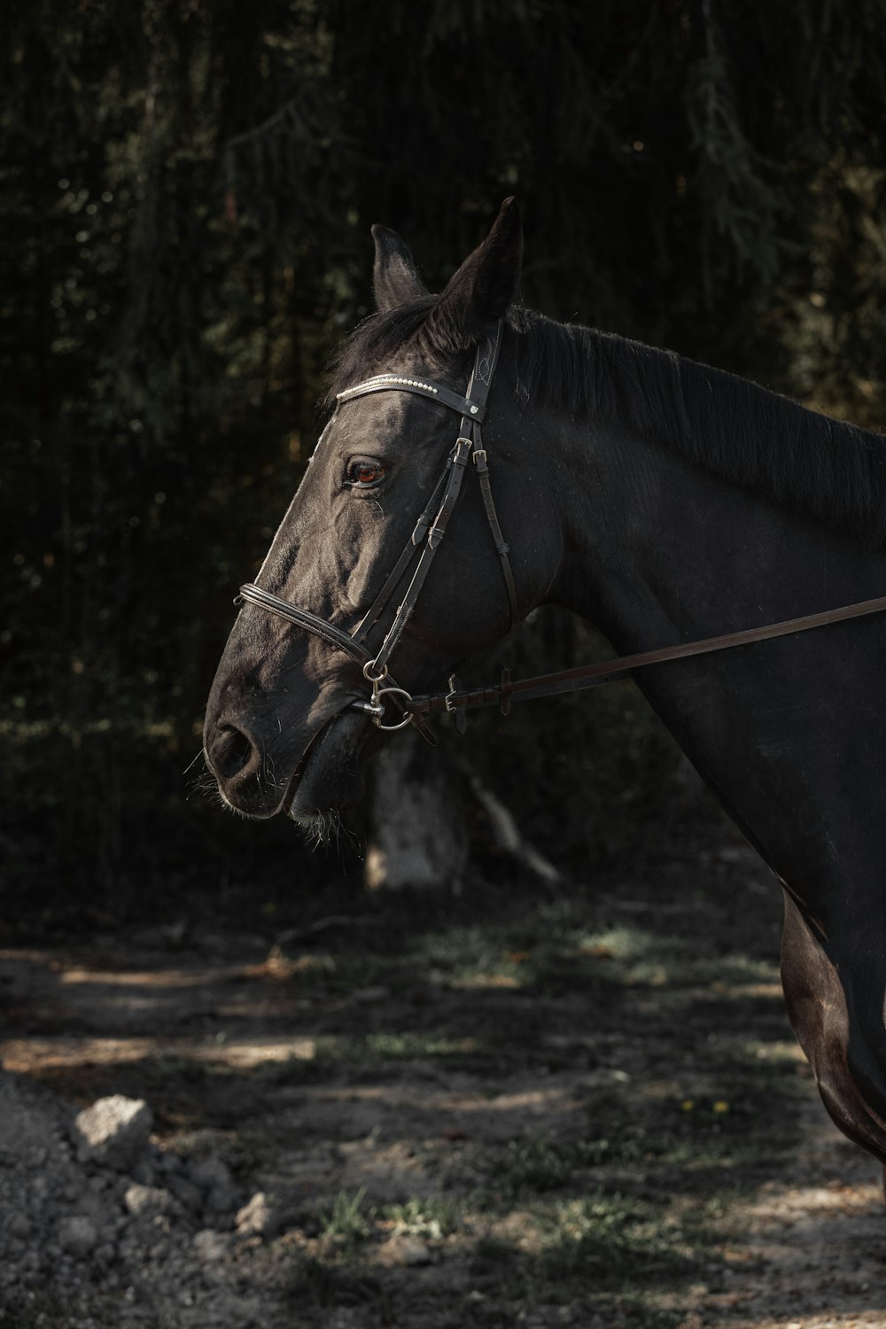 black horse standing on brown soil during daytime