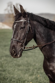 A side profile of a dark horse with a bridle on its head, standing in a green grassy field. The horse's coat is sleek and shiny, and its expression is calm and composed. Background features blurred trees and hills.