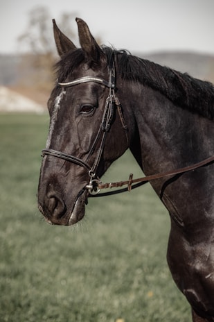 A side profile of a dark horse with a bridle on its head, standing in a green grassy field. The horse's coat is sleek and shiny, and its expression is calm and composed. Background features blurred trees and hills.