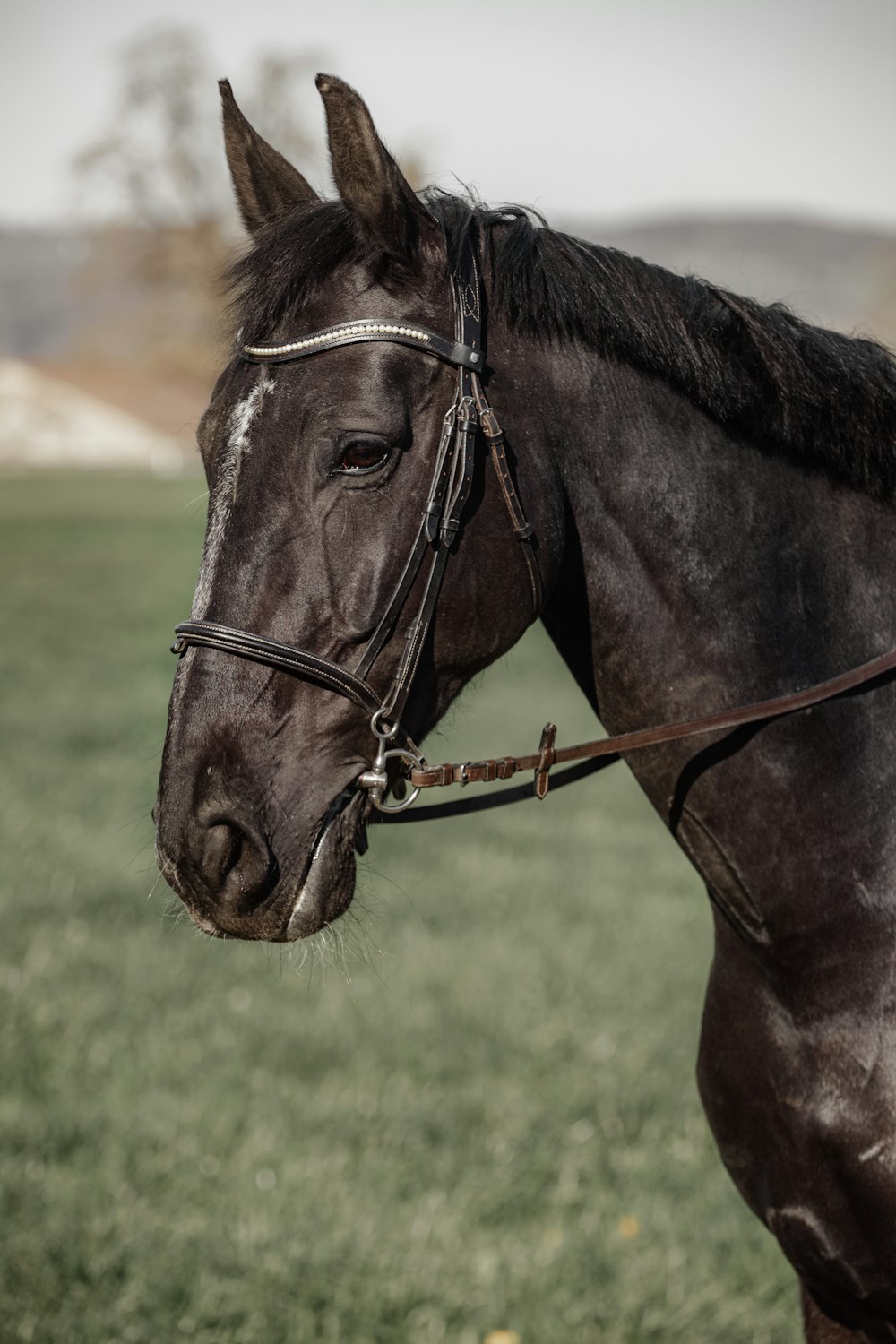 Black Horses Pictures  Download Free Images on Unsplash