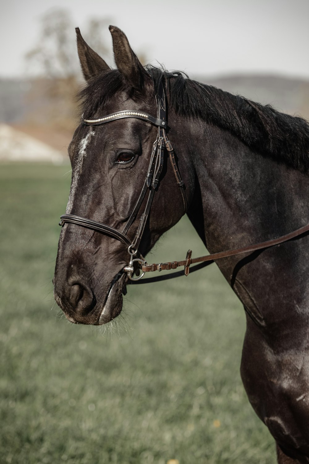 black horse on green grass field during daytime