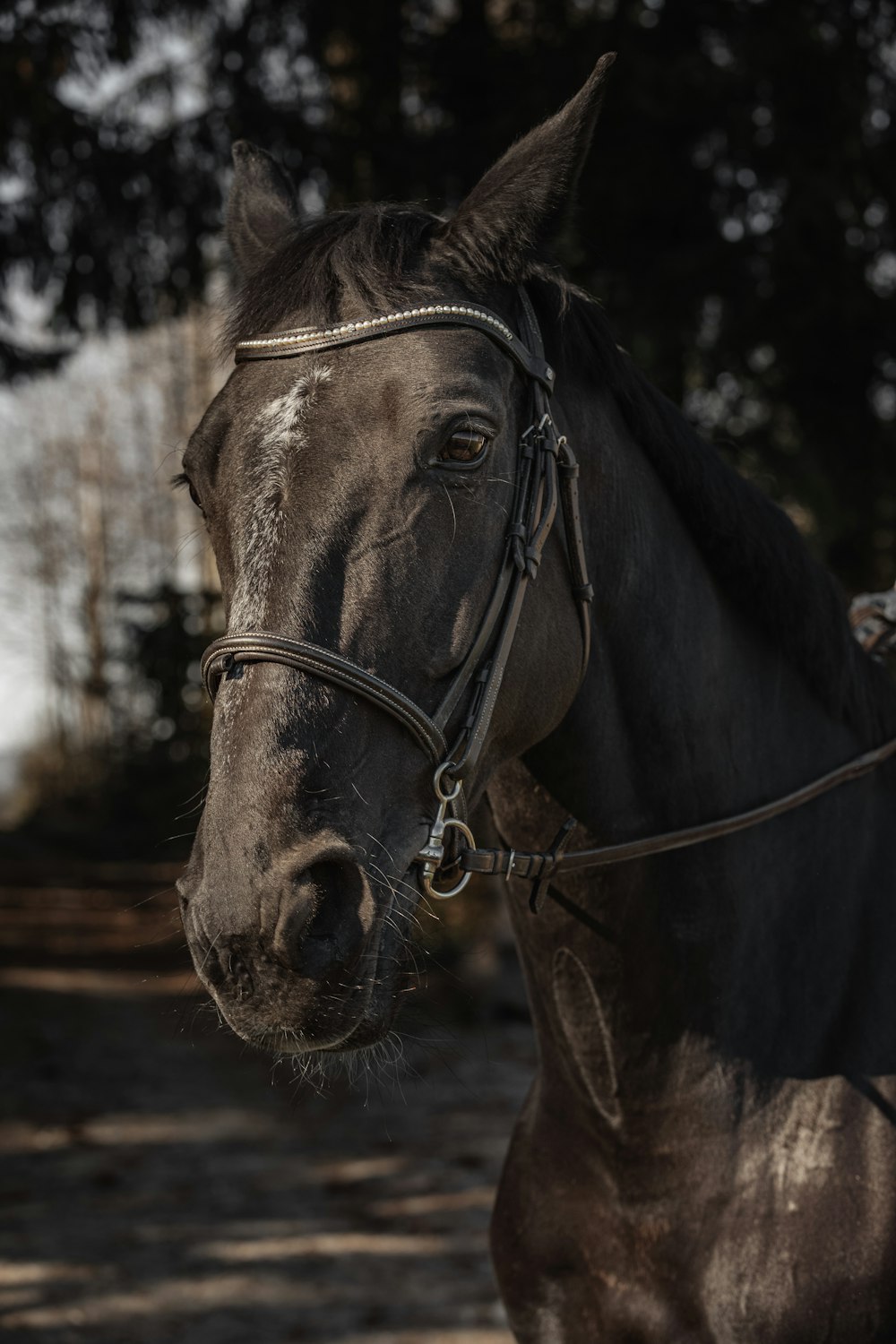black horse in close up photography