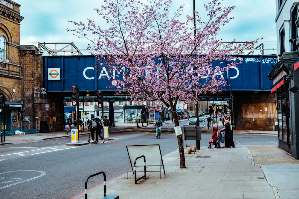 people walking on sidewalk near pink cherry blossom trees during daytime