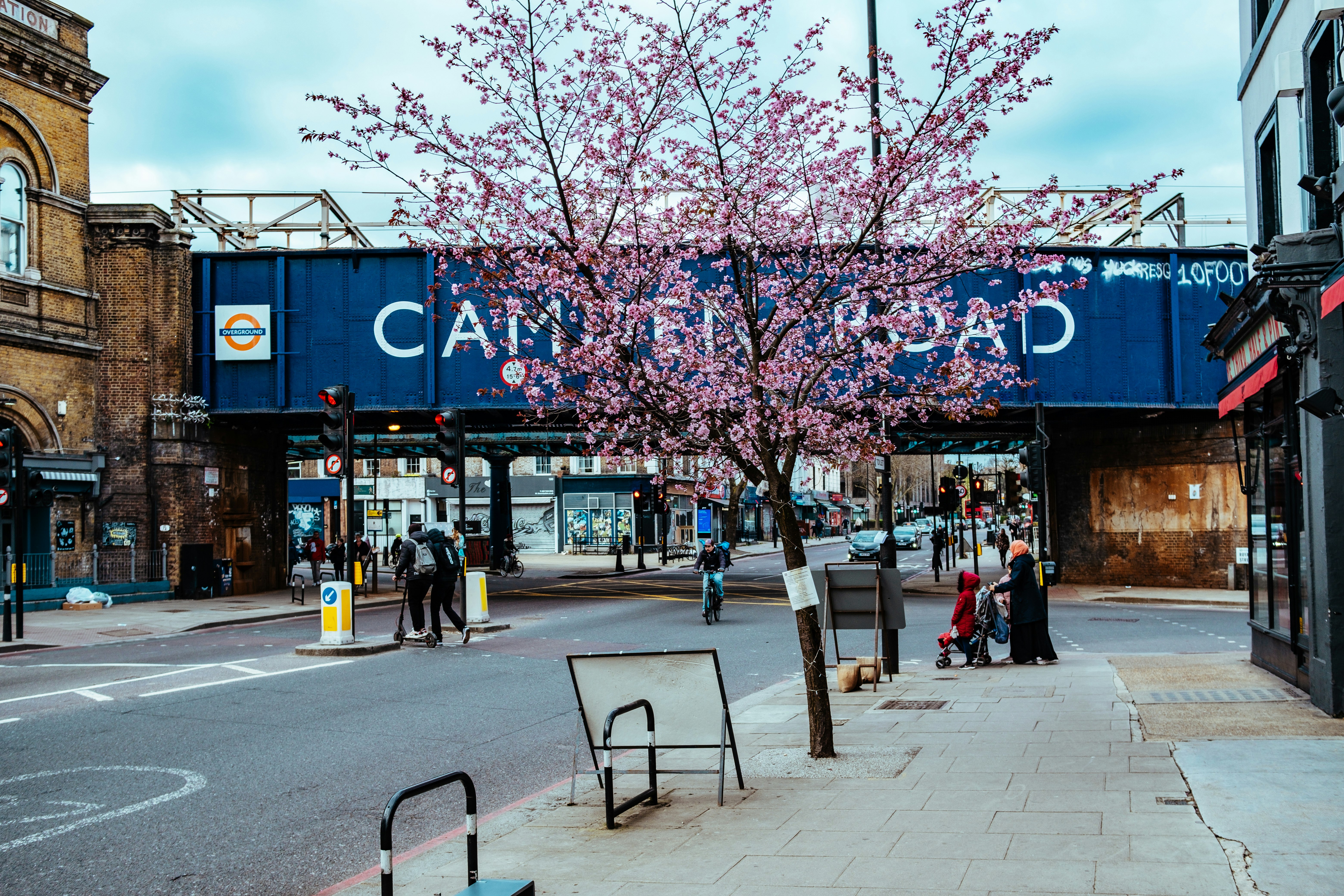 people walking on sidewalk near pink cherry blossom trees during daytime