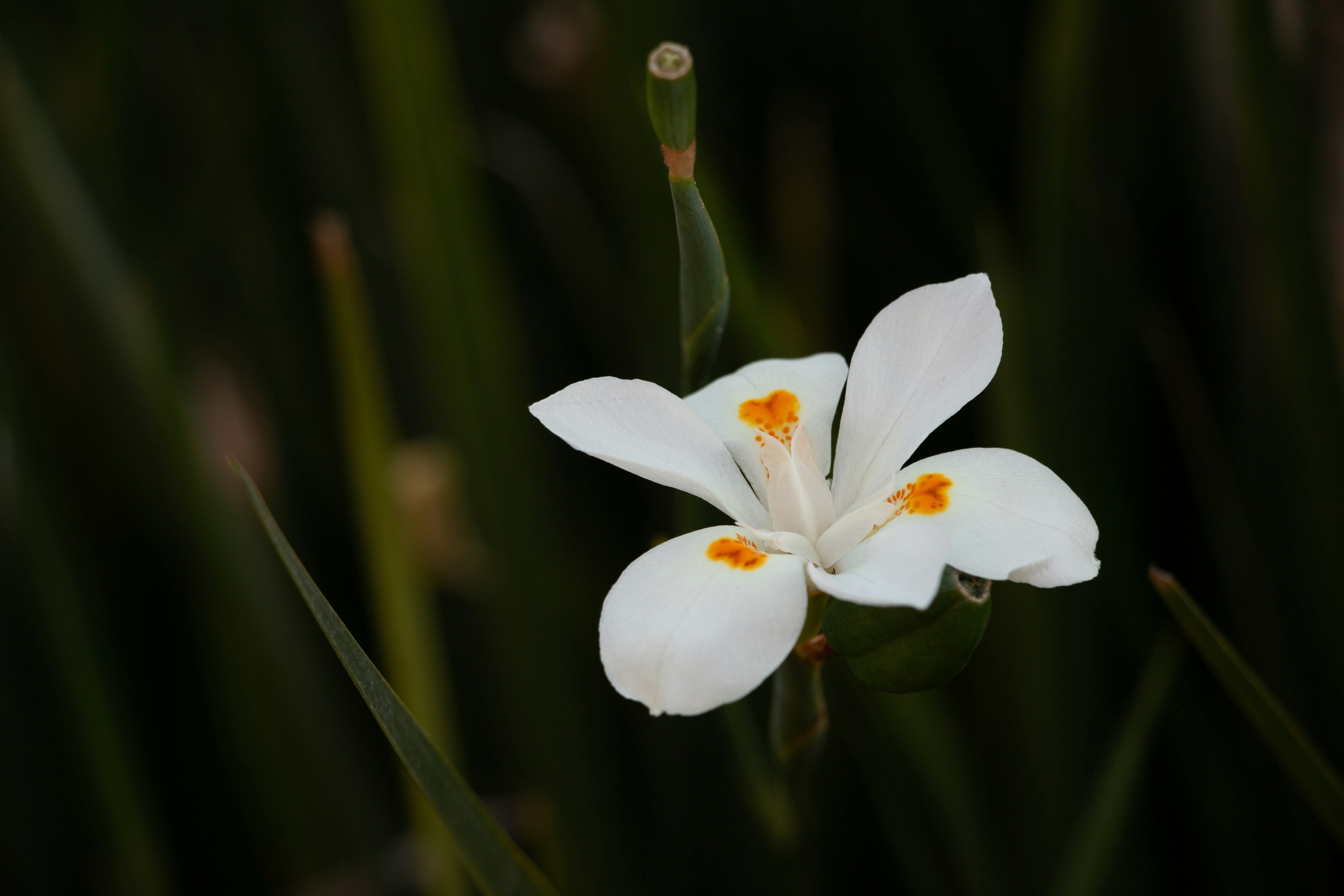 Photo by ricardovidalc