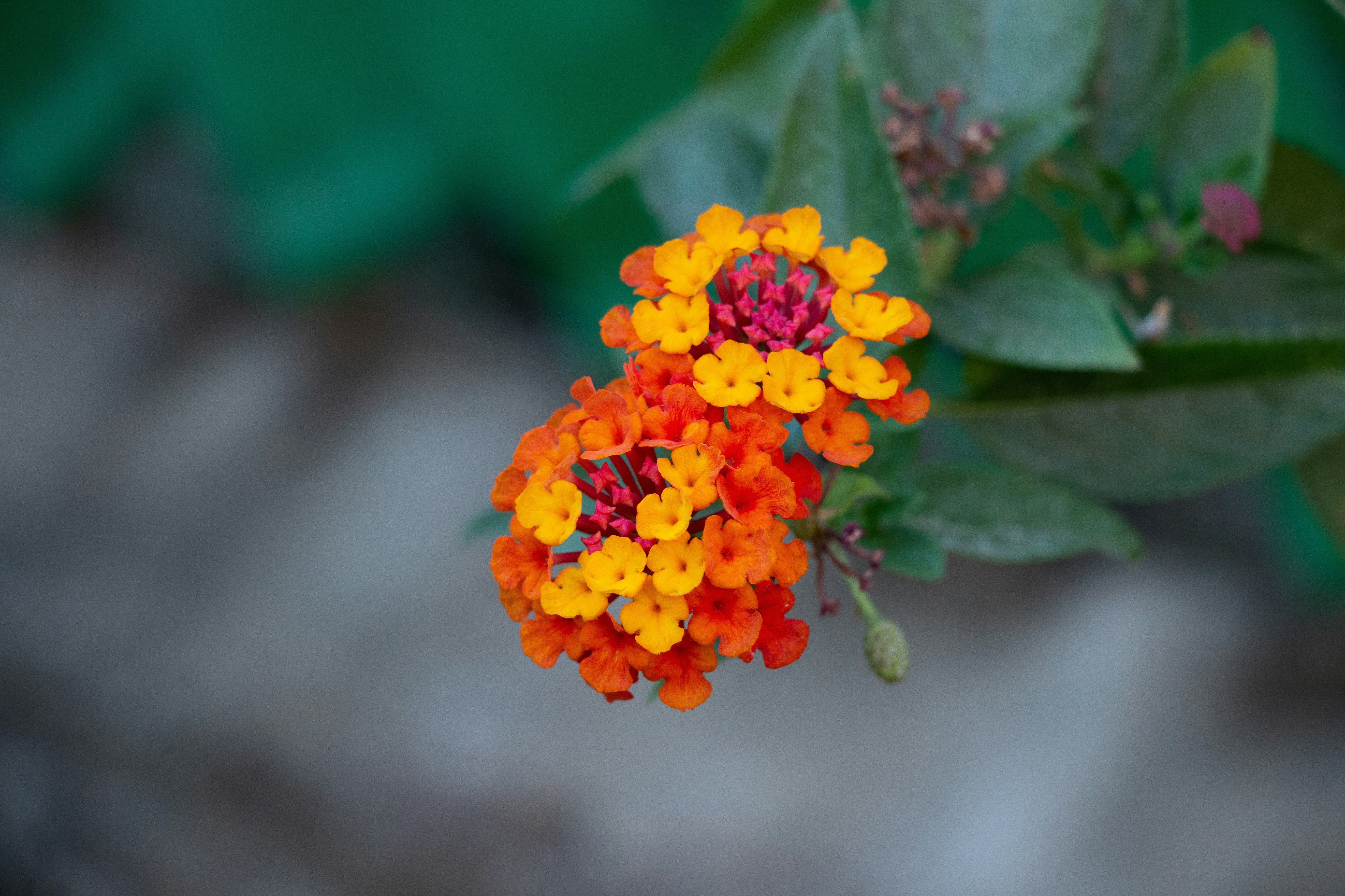 Photo by ricardovidalc