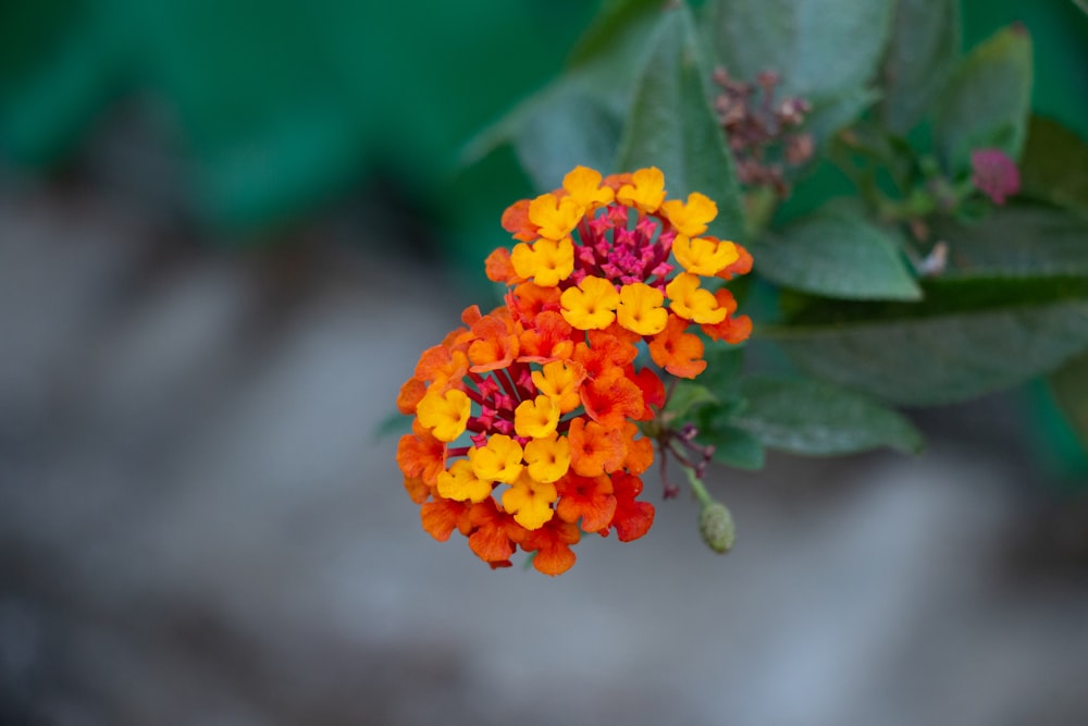 yellow and red flower in tilt shift lens