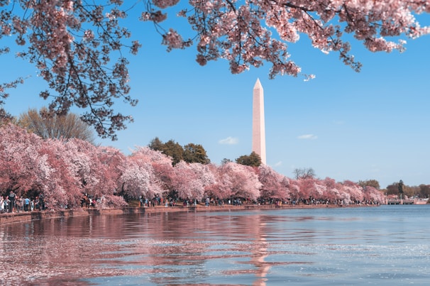 body of water near trees during daytime