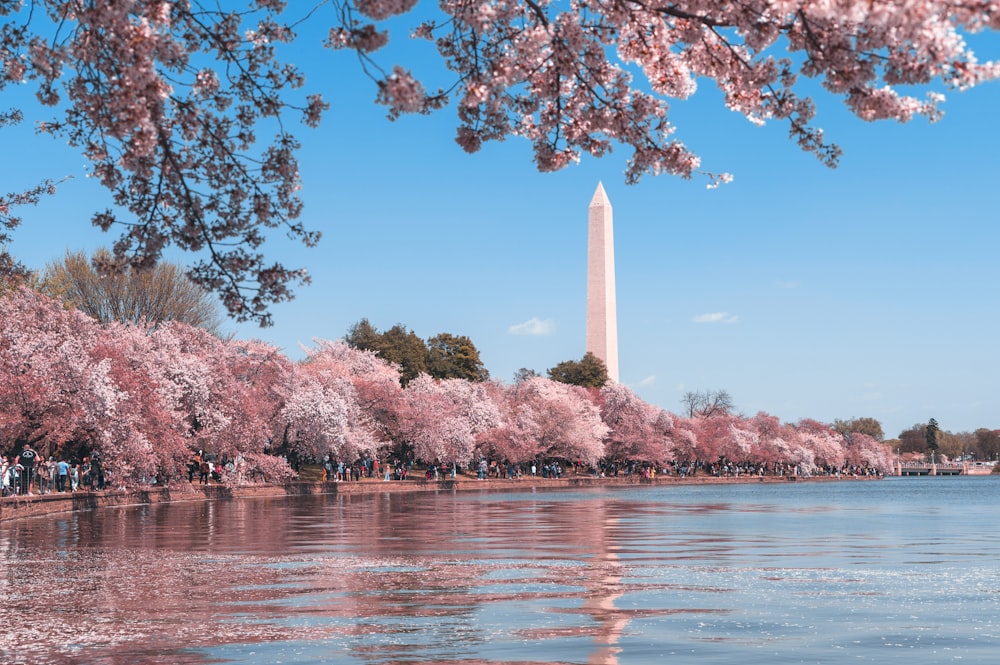 A view of Washington DC from the water with pink cherry blossoms everywhere.