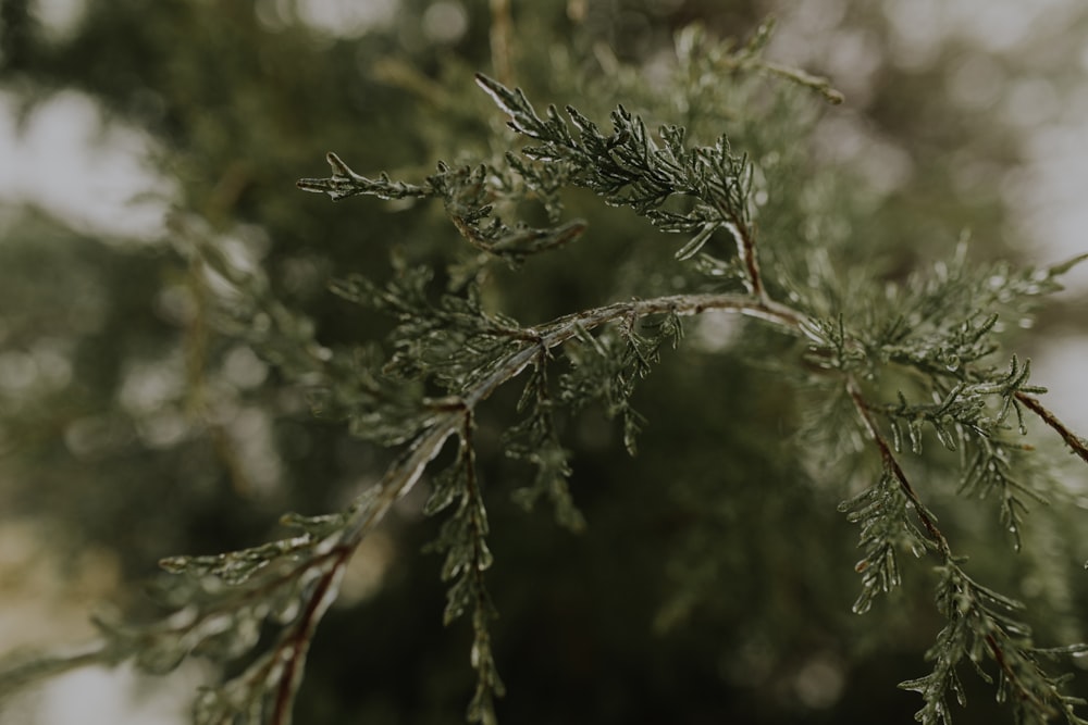 green pine tree during daytime