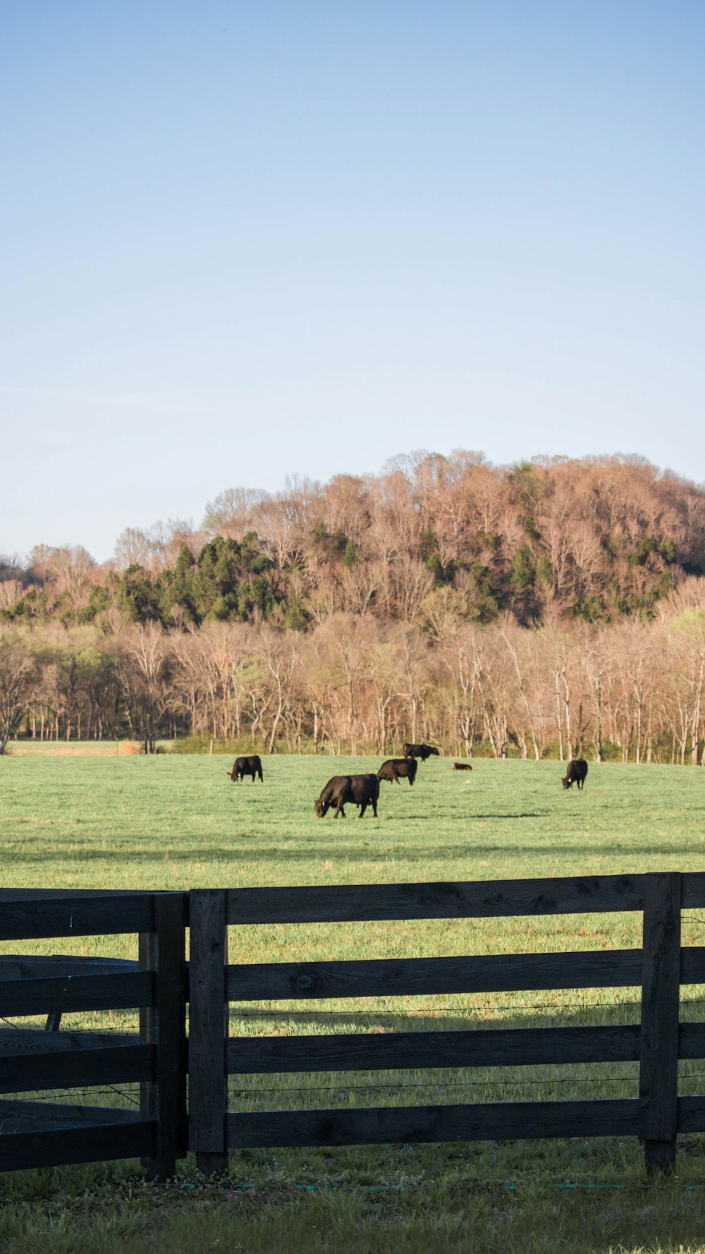 black cow on green grass field during daytime