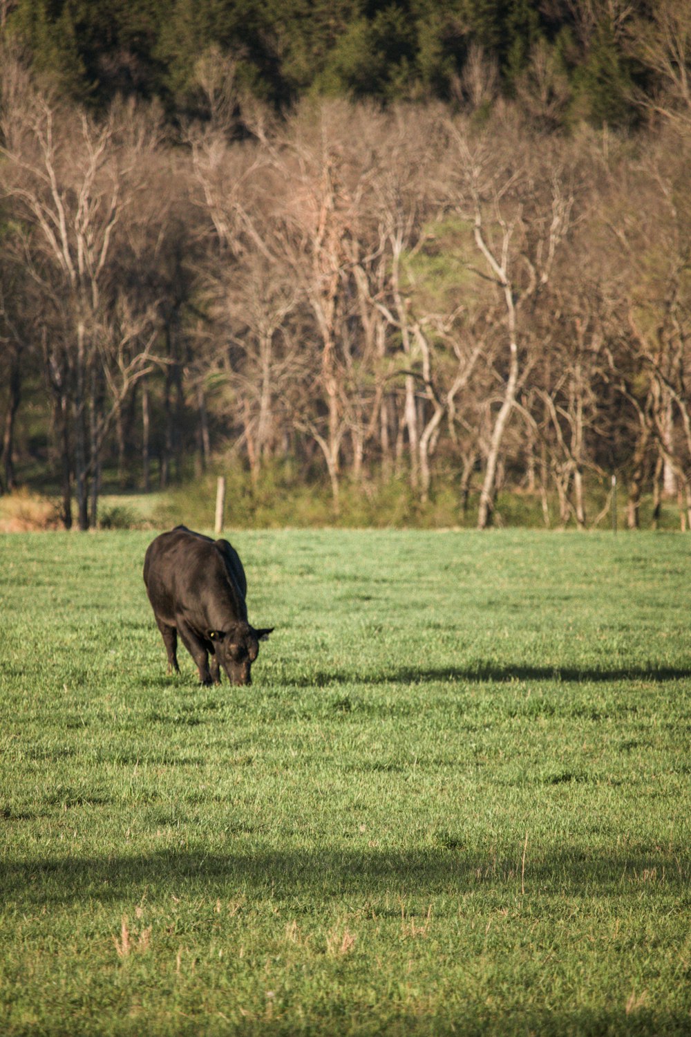 brown cow on green grass field during daytime