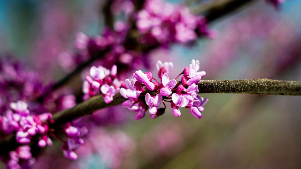 pink flowers on brown stem