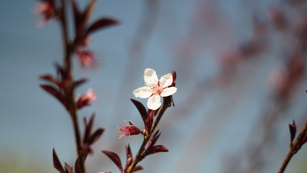 white and red flower in tilt shift lens