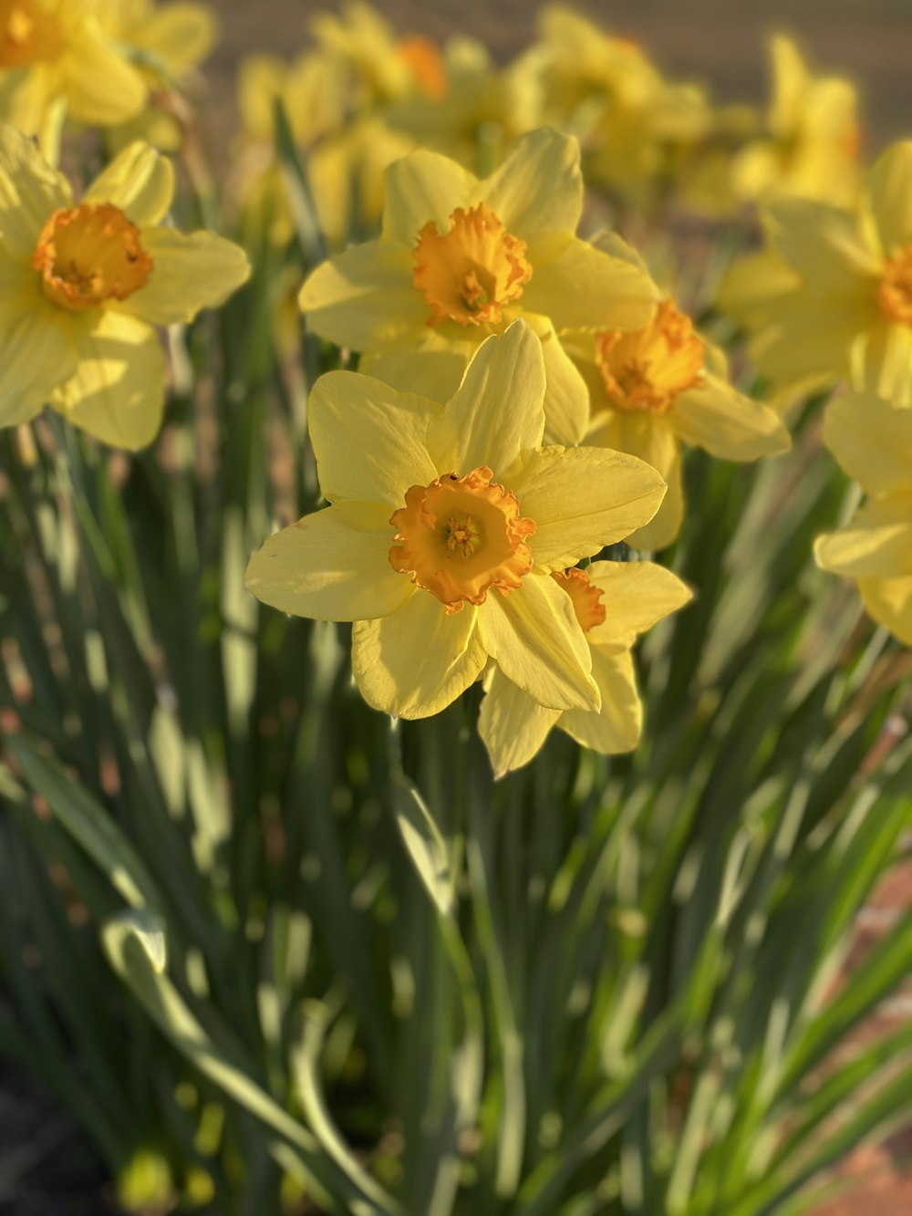 Narcisos amarillos en flor durante el día