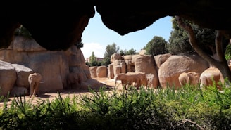 A group of elephants is gathered in a rocky enclosure surrounded by lush greenery. Large boulders and trees provide a naturalistic environment under a blue sky partially visible through the overhanging rocks.