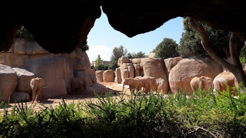 A group of elephants is gathered in a rocky enclosure surrounded by lush greenery. Large boulders and trees provide a naturalistic environment under a blue sky partially visible through the overhanging rocks.