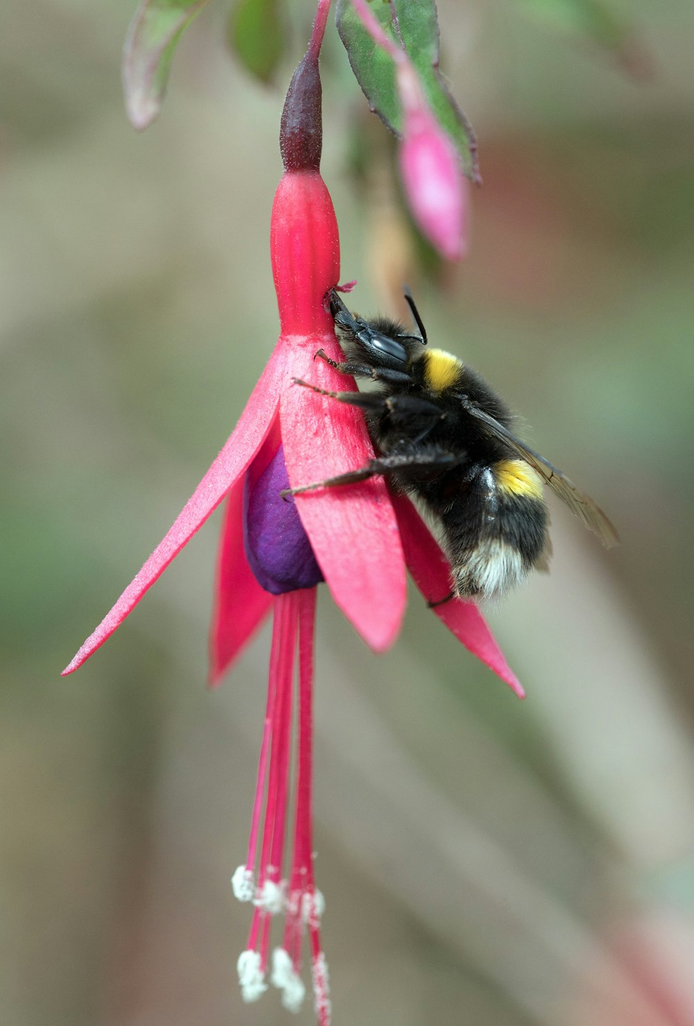 분홍색 꽃에 검은 색과 노란색 꿀벌