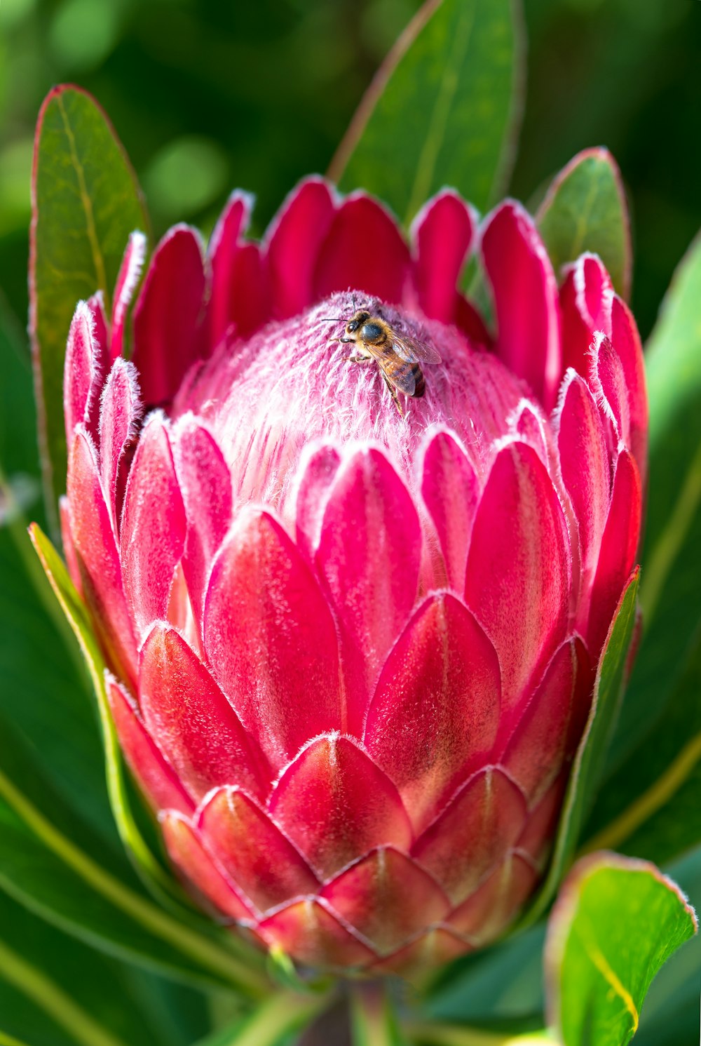 pink flower in macro shot