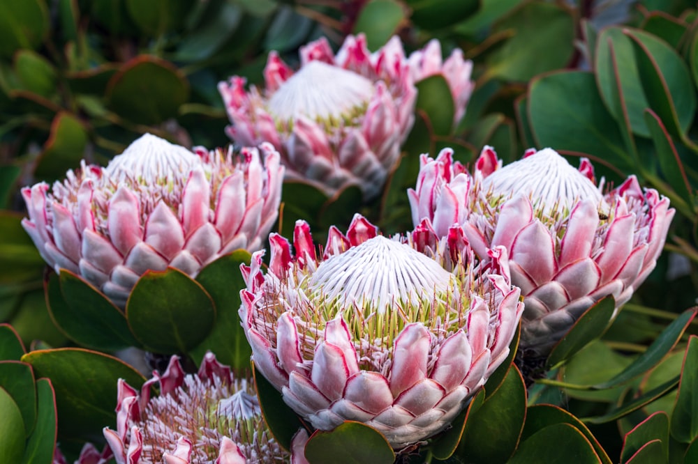 pink and green flower buds