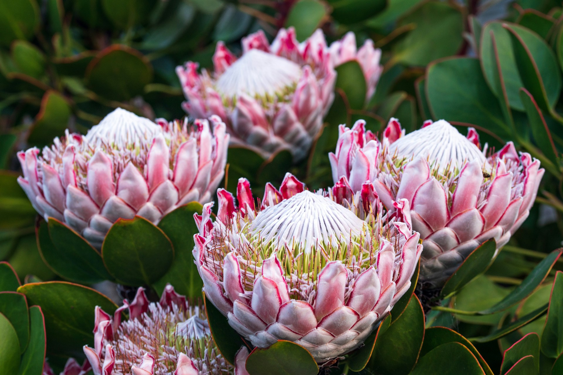 pink and green flower buds