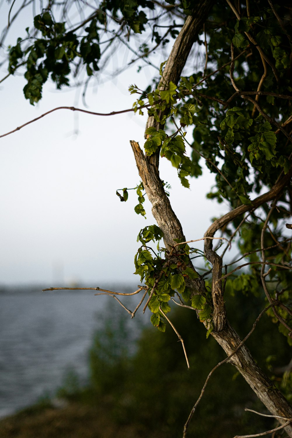 brown tree branch with green leaves