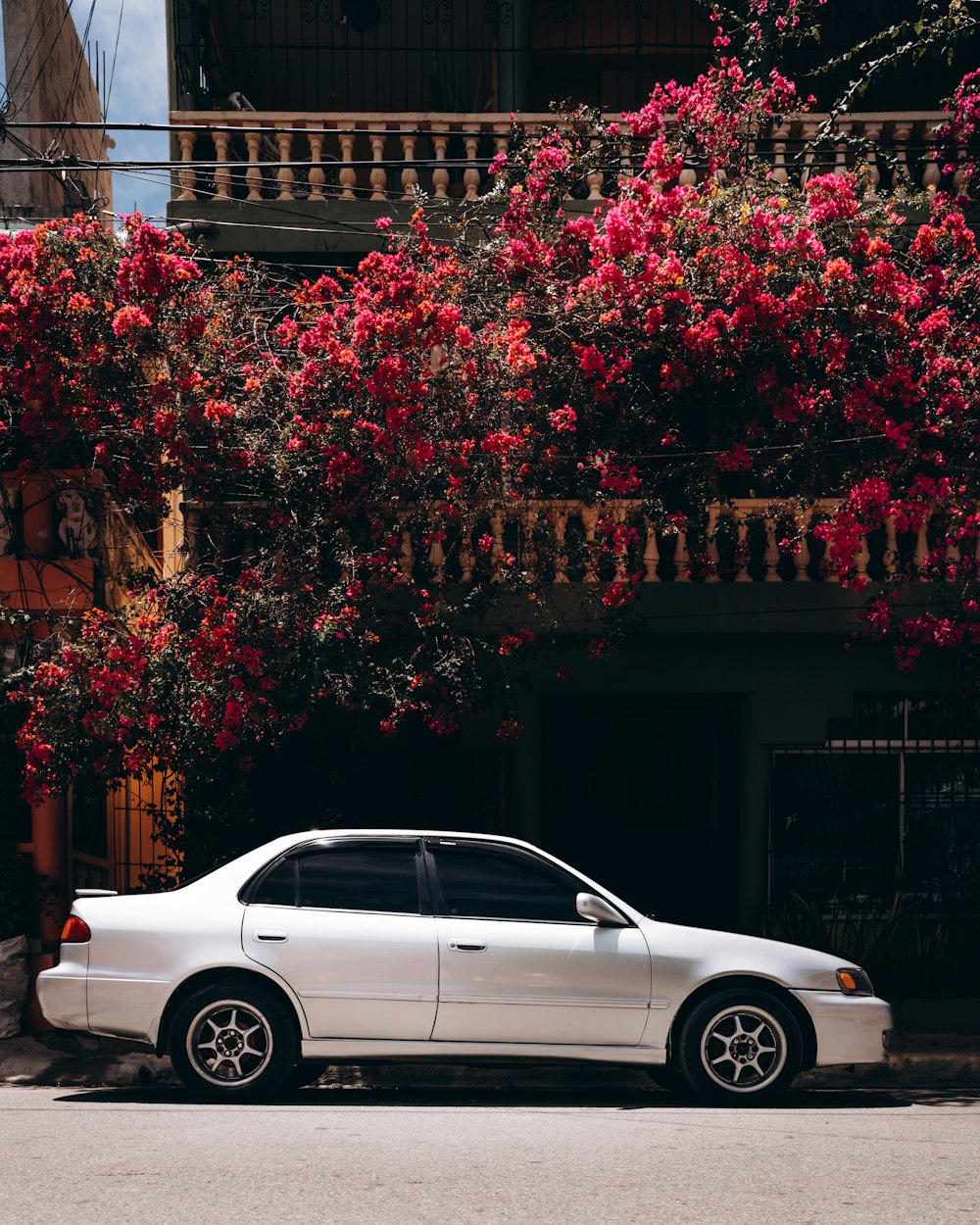 Sedán blanco estacionado junto a árbol de hoja roja