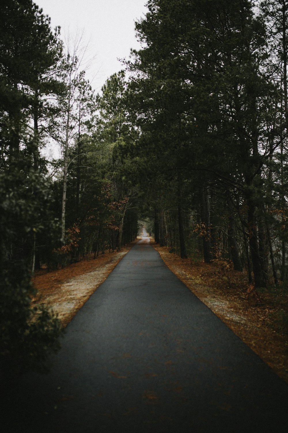 gray concrete road between green trees during daytime