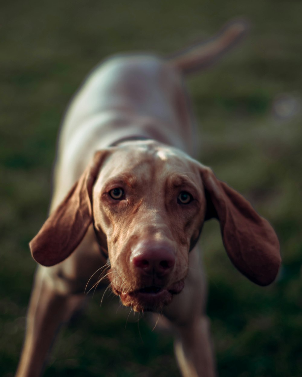 brown and white short coated dog