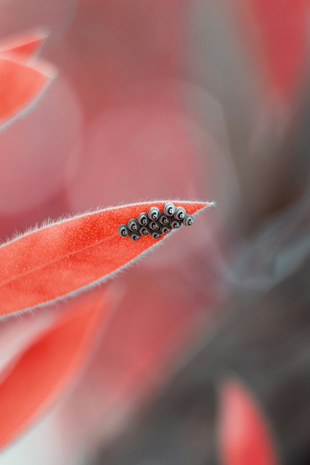 orange and black butterfly on red flower