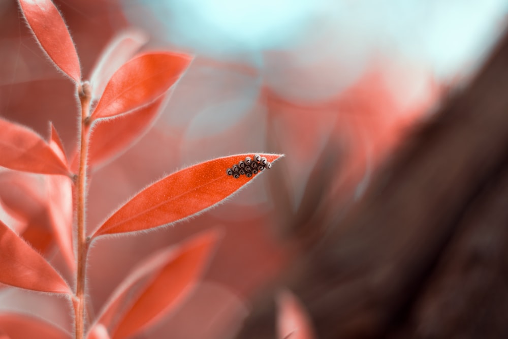 orange and black butterfly on brown leaf